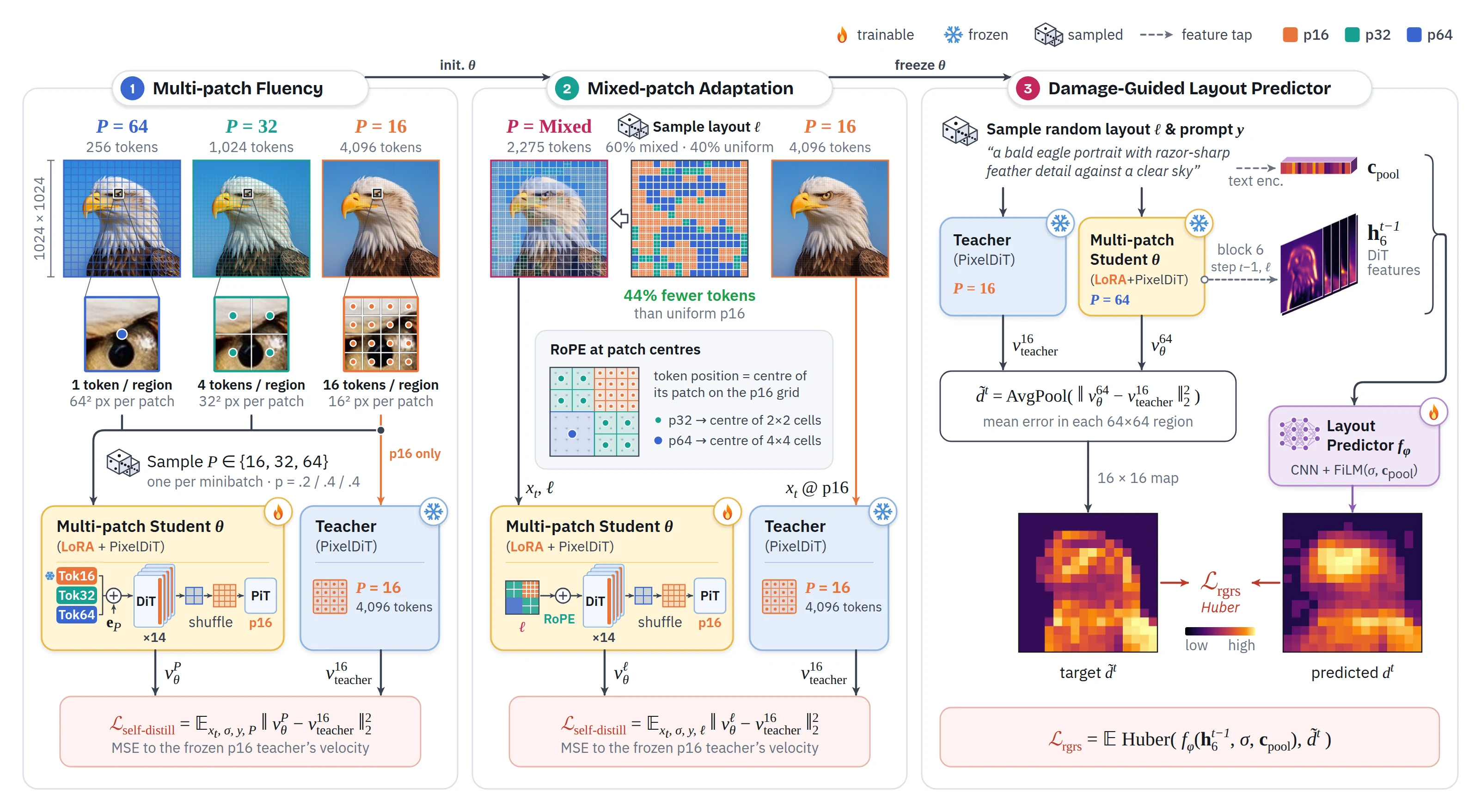 Three-stage training diagram. Stage 1: one uniform patch size per minibatch (p64, p32 or p16), self-distilled from the frozen p16 teacher. Stage 2: random mixed layouts with RoPE at patch centres. Stage 3: the generator is frozen and a layout predictor maps block-6 features to a 16 by 16 damage map, trained with a Huber loss.